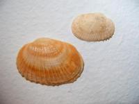 Monodacna plicata relicta